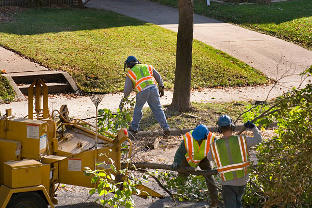 How Our Tree Care Process Works  in Arbuckle, CA